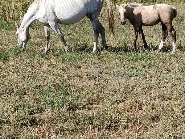 فرس, Percheron
