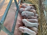 خنزيرة, الخنازير — الصورة 3