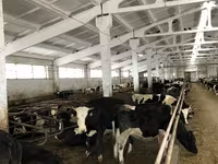 Cow, Yaroslavl cattle — photo 6