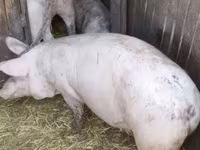 Boar, Pigs — photo 1