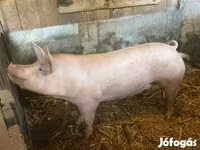 公猪, Pigs — 照片 3