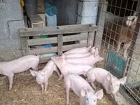 猪（批次，未指定性别）, Pigs — 照片 4