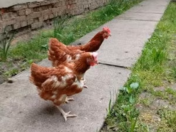 Chickens — 匈牙利