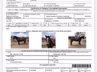 Cavalo, Mustang — foto 5