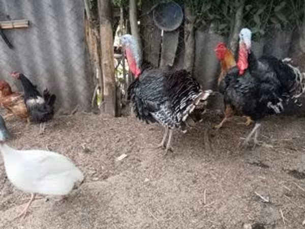 Turkeys — 匈牙利