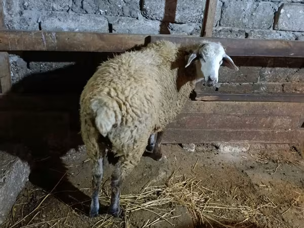 Brebis, Moutons