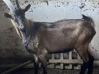 Bak, Oberhasli goats — 1. fotó