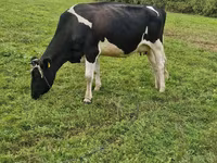 Krava, Russian Black pied cattle — foto 1
