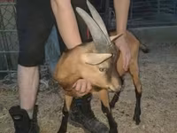 Kozel, Alpine goat — foto 3
