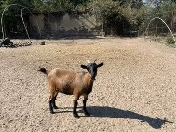 Goat, Dutch Landrace goats