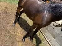 Mare, Horses — photo 2