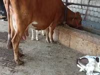 母牛, Cattle — 照片 6