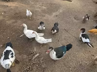 Ducks — photo 2