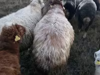 Kos, Blackheaded Persian sheep — 4. fotó