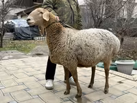 Owca, Arashan sheep — zdjęcie 1