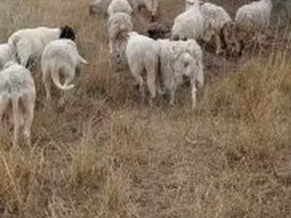 Ram, Sheep