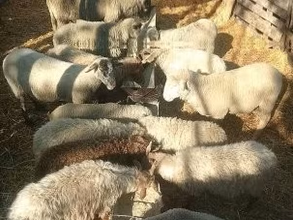 Beran, Merino sheep — Maďarsko