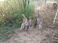 إنديان رانر — الصورة 6