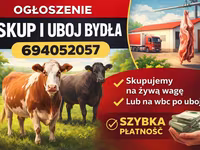 Skot (série, pohlaví neuvedeno), Skot — foto 1