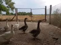 Geese — foto 3