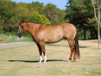Kanca, Quarter Horse — 2. fotó