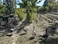 Geese — photo 3