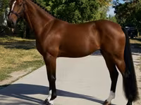 فرس, Hanoverian — الصورة 3