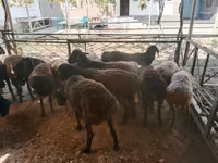 Kos, Juhok — 6. fotó