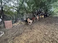 Bika, Swiss cattle — 3. fotó