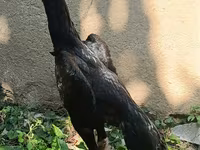 Shamo chickens — foto 6