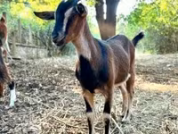 Goat, Goats — photo 3