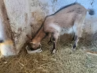 Cabra, Cabras — foto 7