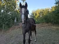 Caballo, Caballos — foto 2