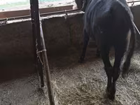 Bika, Szarvasmarhák — 2. fotó