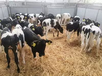 Tehén, Russian Black pied cattle — 5. fotó