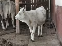 Vaca, Raça cinza húngara — foto 2