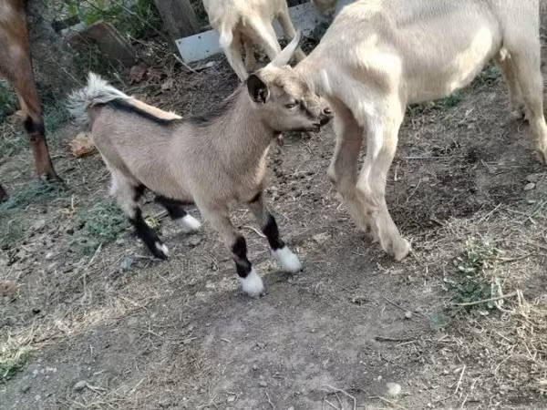 Bode, Cabras — Hungria