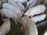 公猪, Pigs — 照片 2