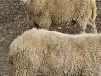 Widder, Assaf sheep — Foto 1