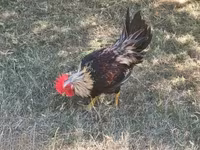 Chickens — photo 3