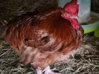 Chickens — الصورة 3