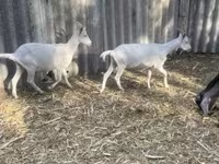 Bak, Alpine goat — 5. fotó