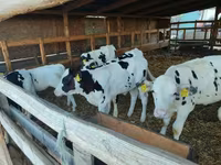 公牛, Holstein breed — 照片 1