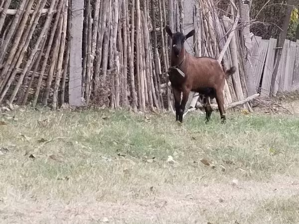 Carnero, Ovejas