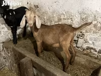 Bak, Nubian Goat — 2. fotó