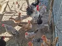 Chickens — 3-сурет