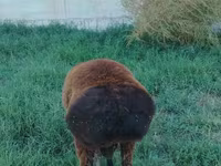 Carneiro, Qashqai sheep — foto 3