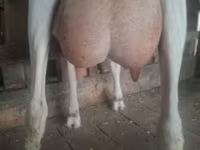 عنزة, Saanen goat — الصورة 1