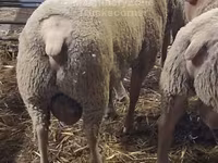 Baran, Charollais sheep — zdjęcie 2