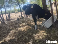 सांड, Russian Black pied cattle — फ़ोटो 3